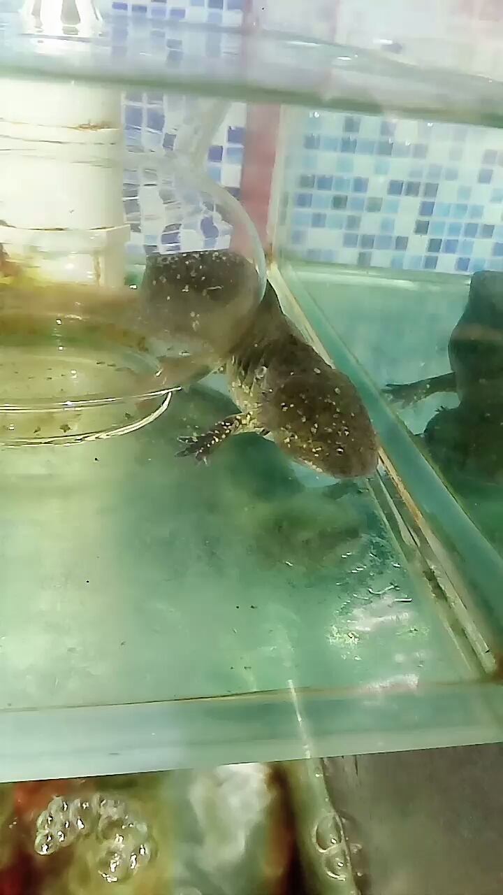 六角龙鱼 