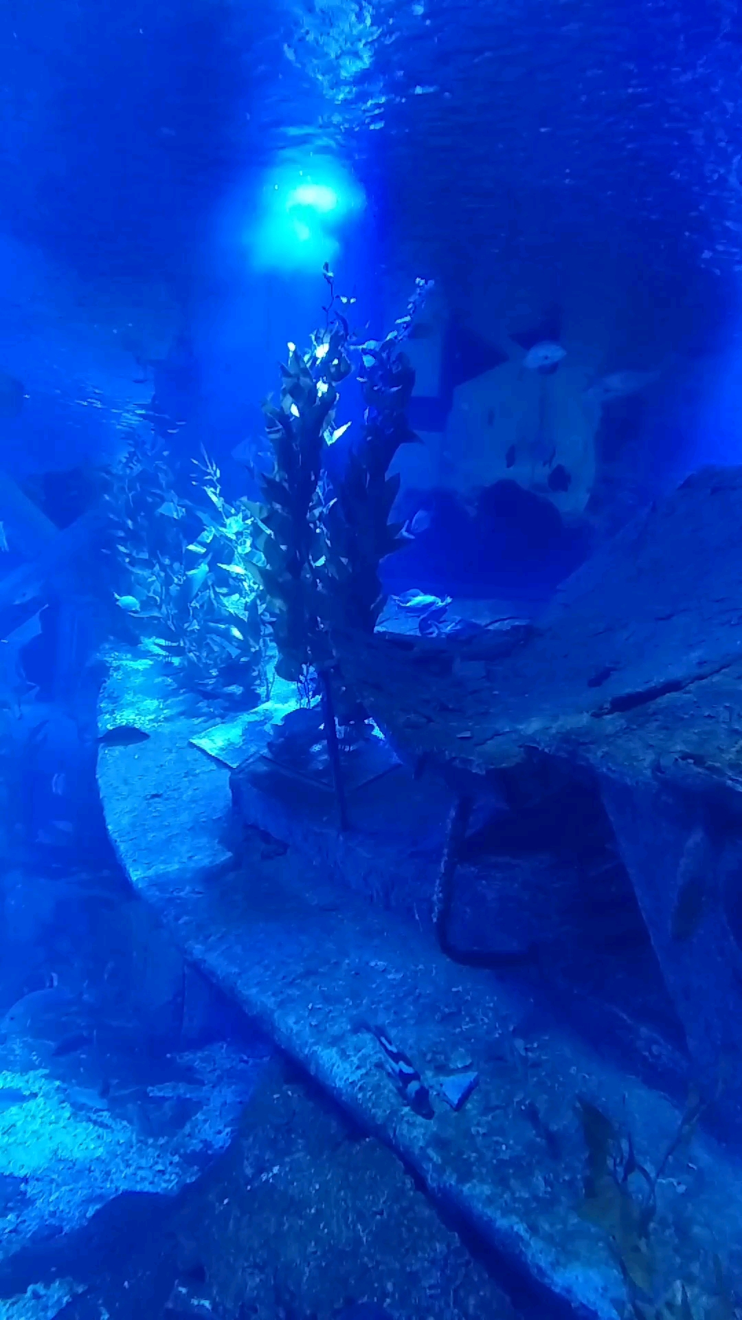 神秘海底世界