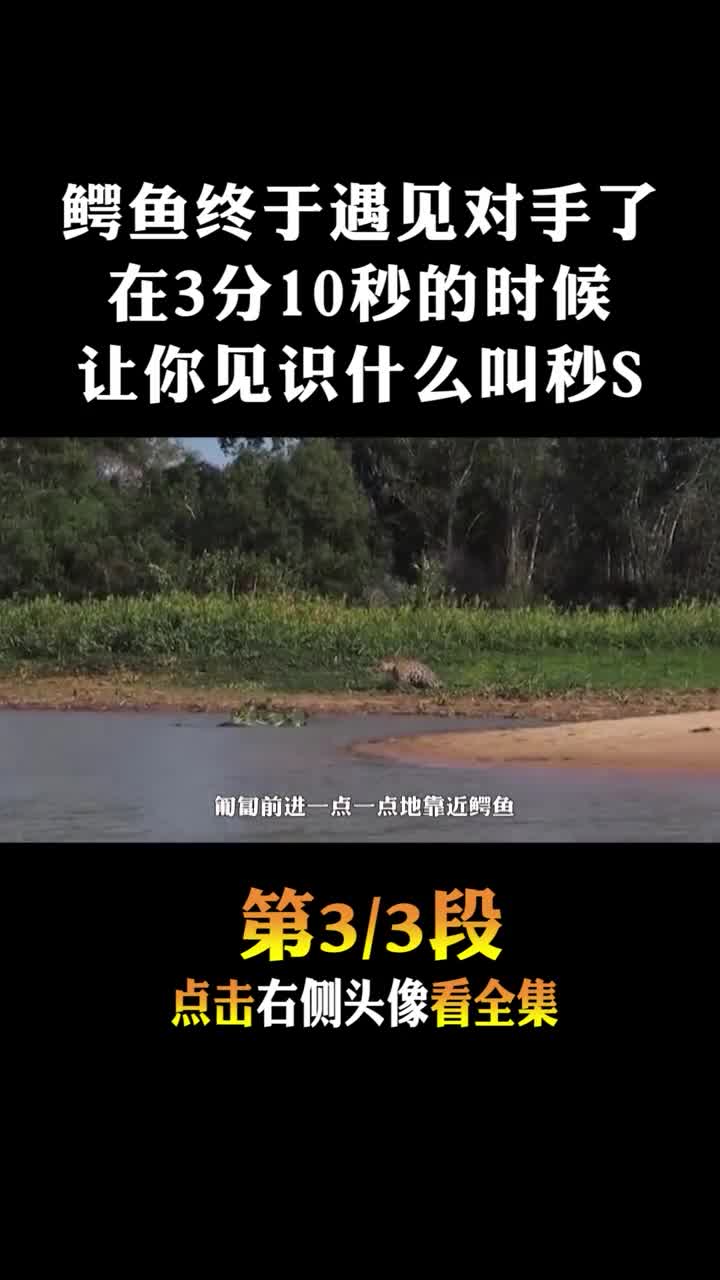 #动物世界#水中的鳄鱼2
