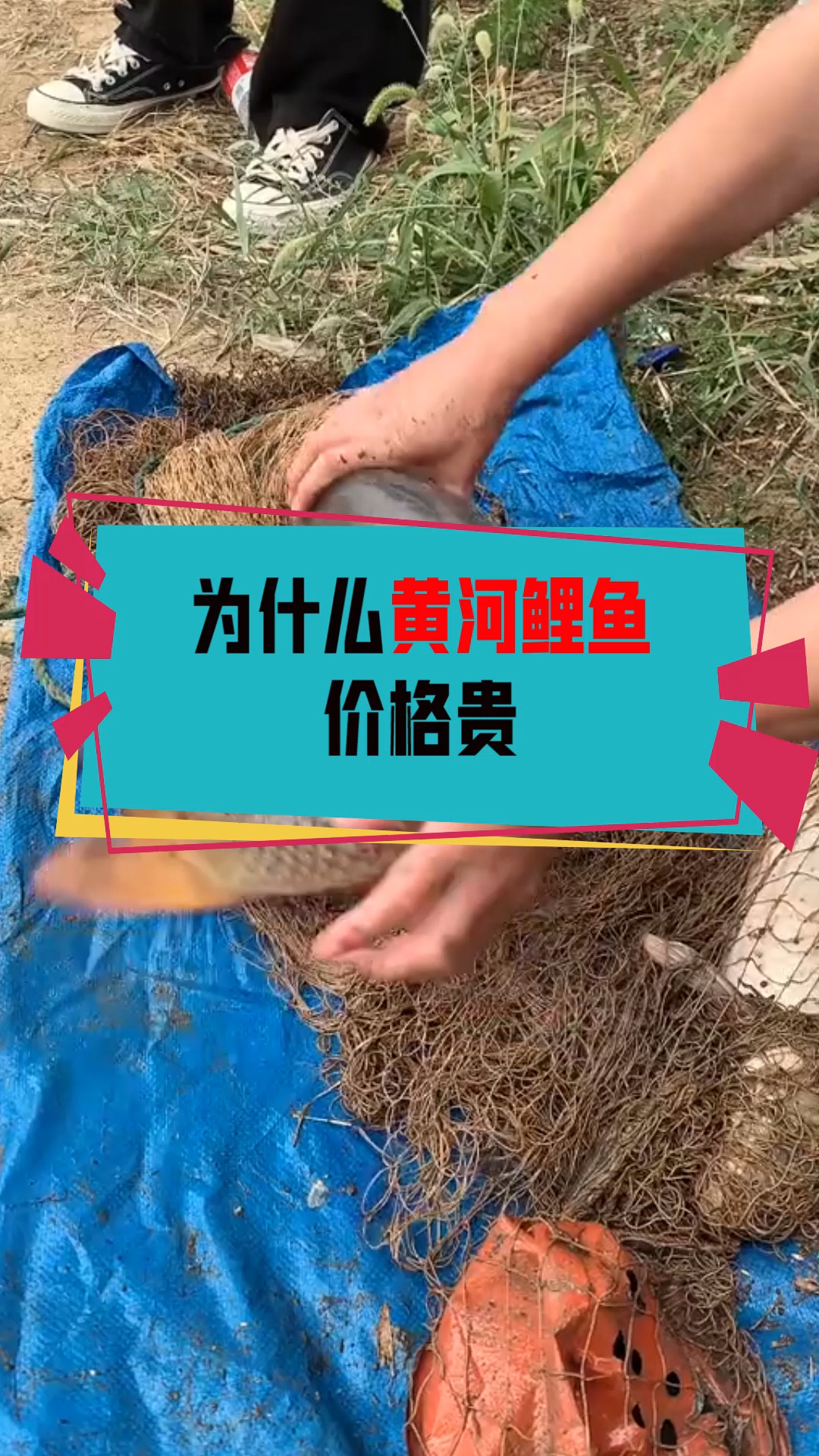 #奇闻趣事抢先看#为什么黄河鲤鱼价格贵,而长江鲤鱼却价格便宜?看了就知道