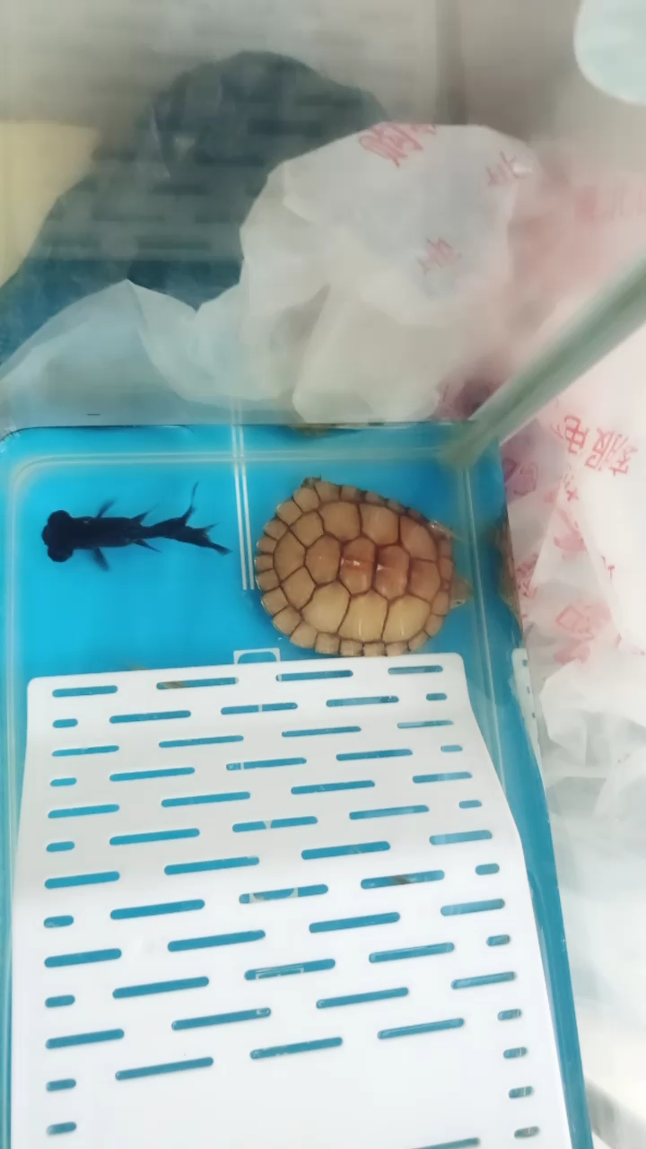 一条鱼和一只乌龟
