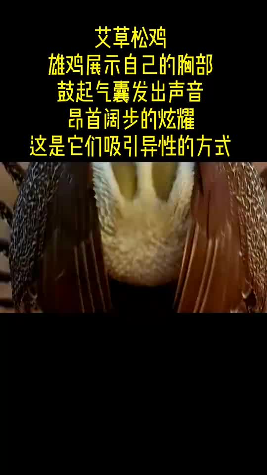 动物世界这松鸡好可爱