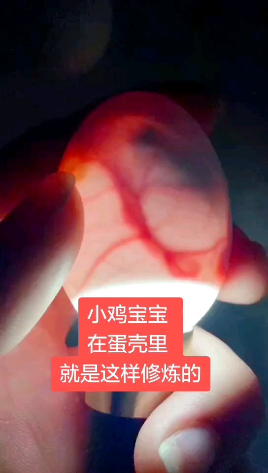 小鸡宝宝在蛋壳里就是这样修炼的