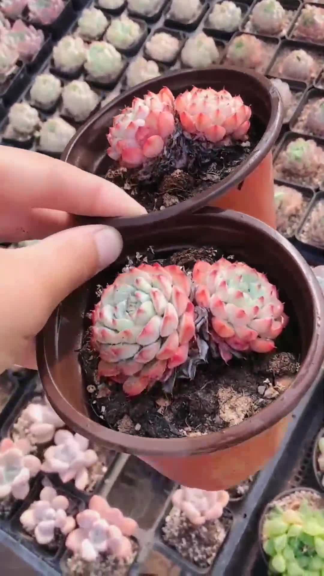 颜值和名字一样妖艳的多肉,血姬莲了解下哦,是不是很美呢