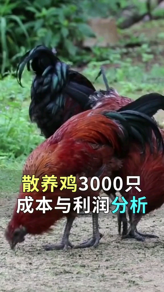 分享视频