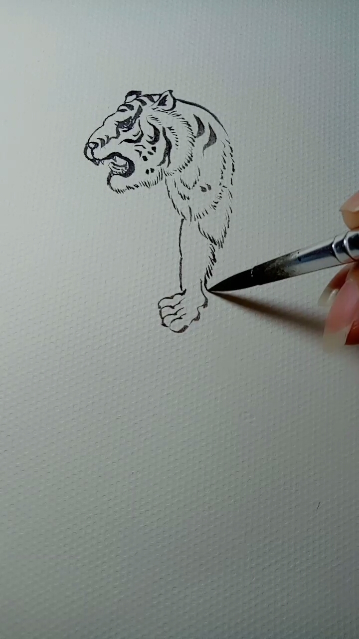 #画画原来如此简单#老虎白描画法过程,喜欢的一起来画。