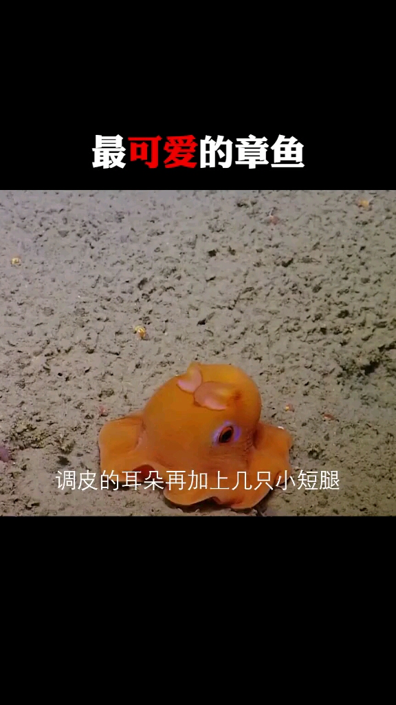 #音为有你#好可爱的,烙饼,你见过吗