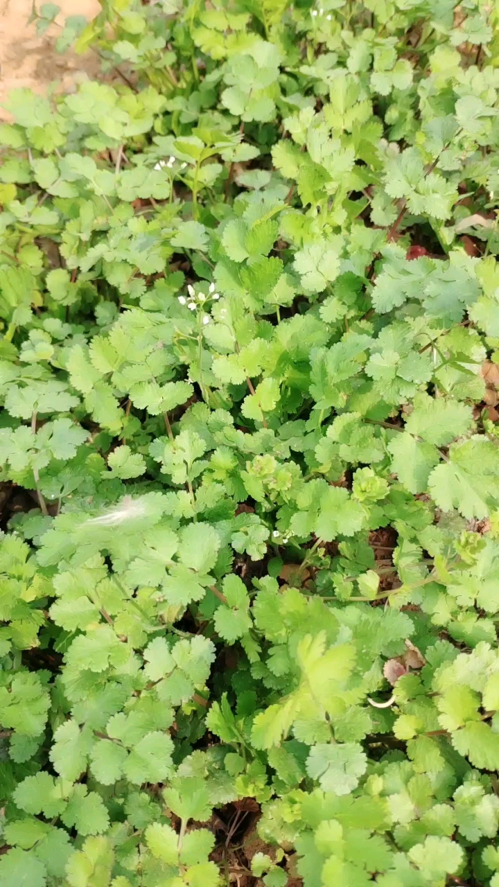 我们这里叫芫荽,也叫香菜,你们那里叫什么