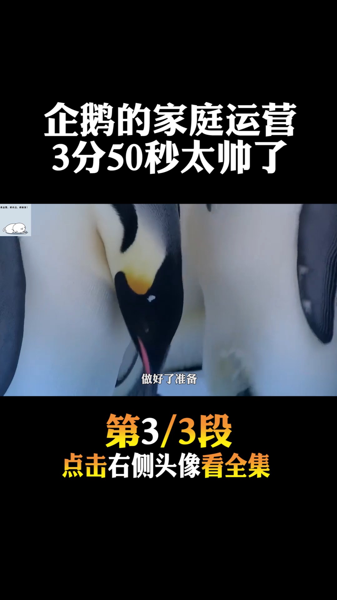 #动物世界#一年一度的认亲大会,小企鹅好可爱,但是后面企鹅爸爸也太帅了