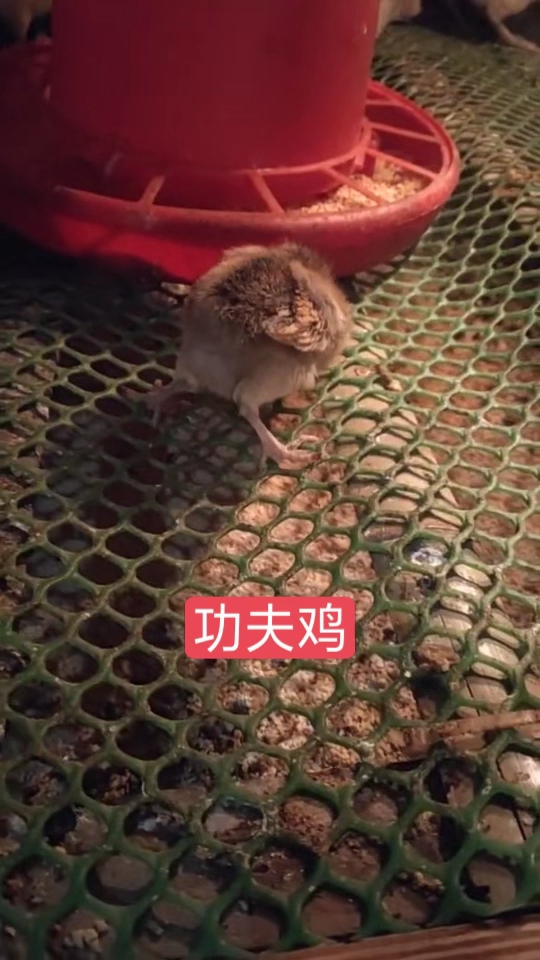 功夫鸡