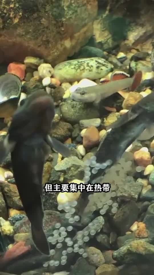 世界上寿命最短的鱼