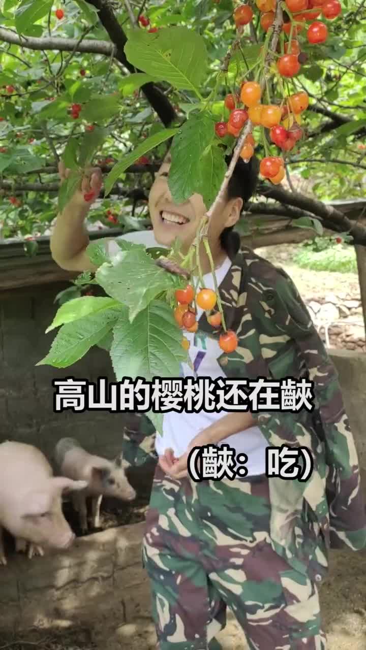 已经收麦子了,高山樱桃还有吃的