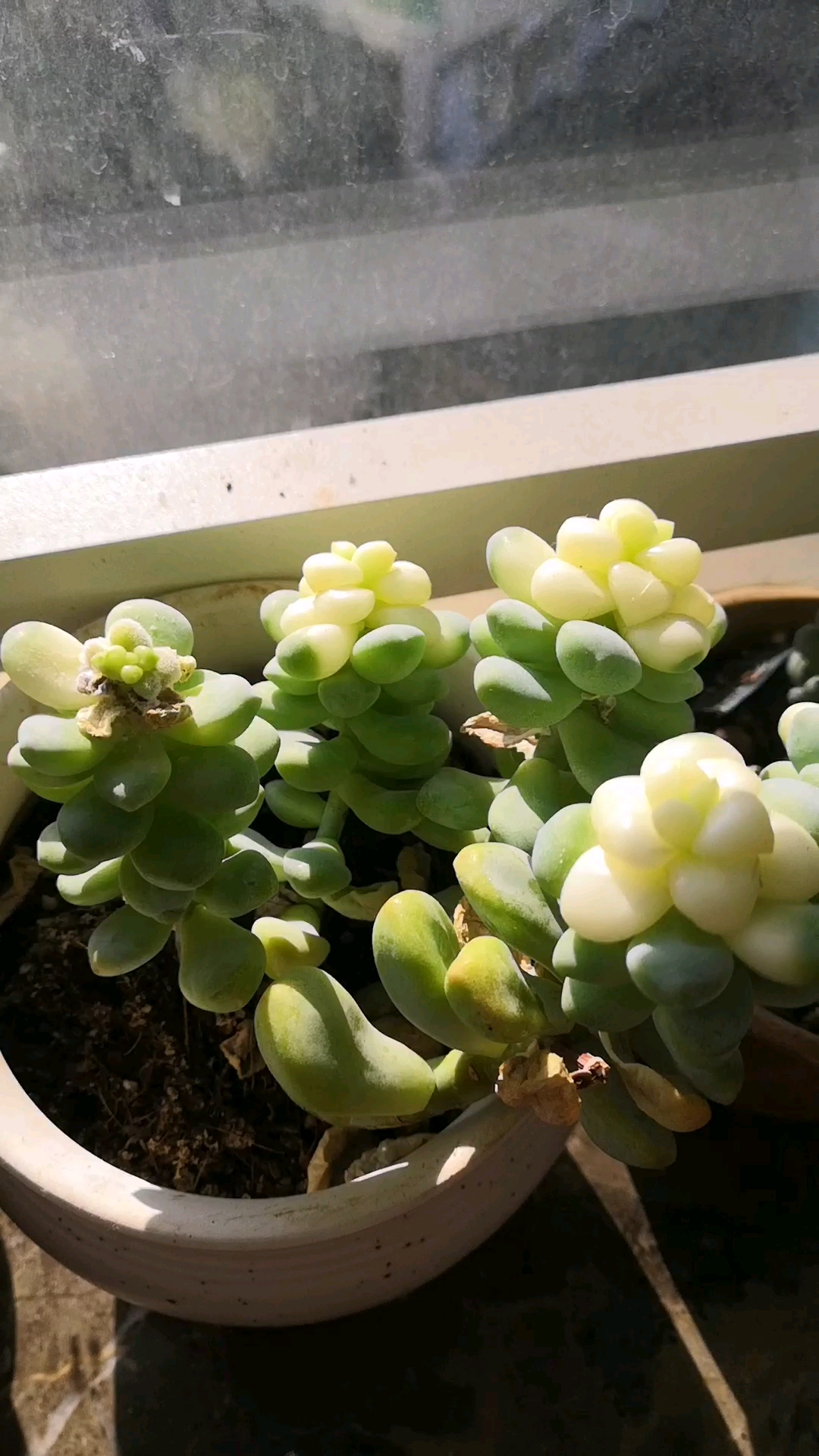可爱的多肉植物