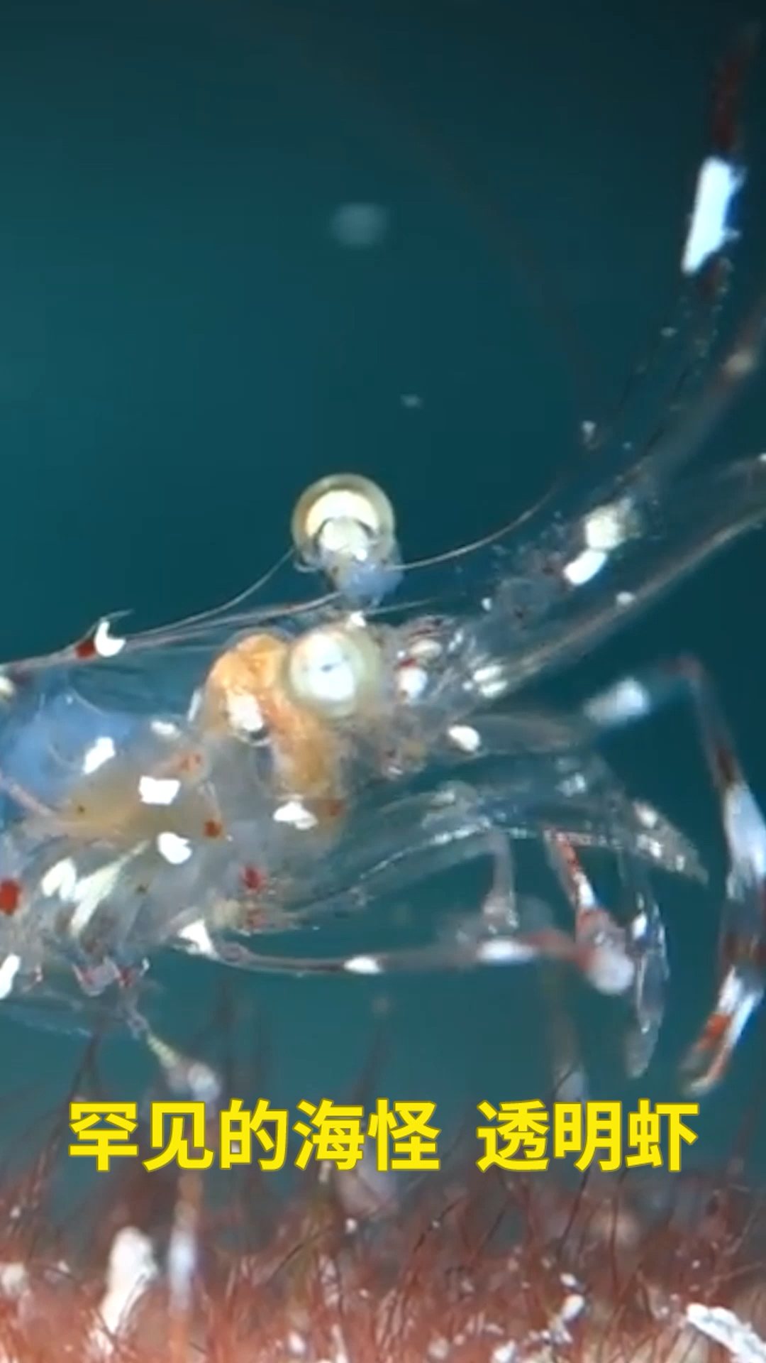 罕见的海怪 透明虾