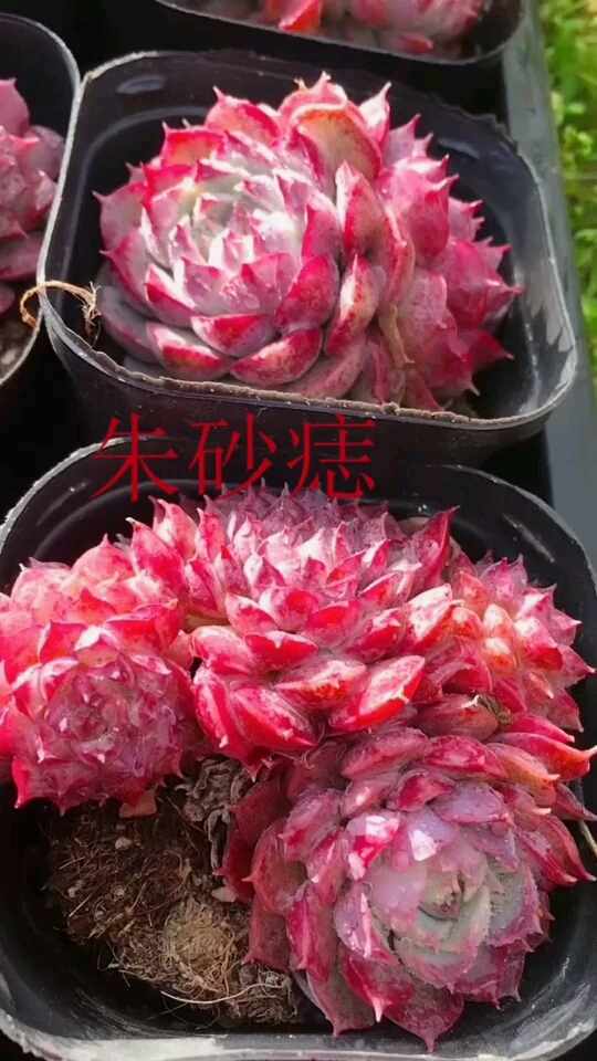 多肉植物:朱砂痣