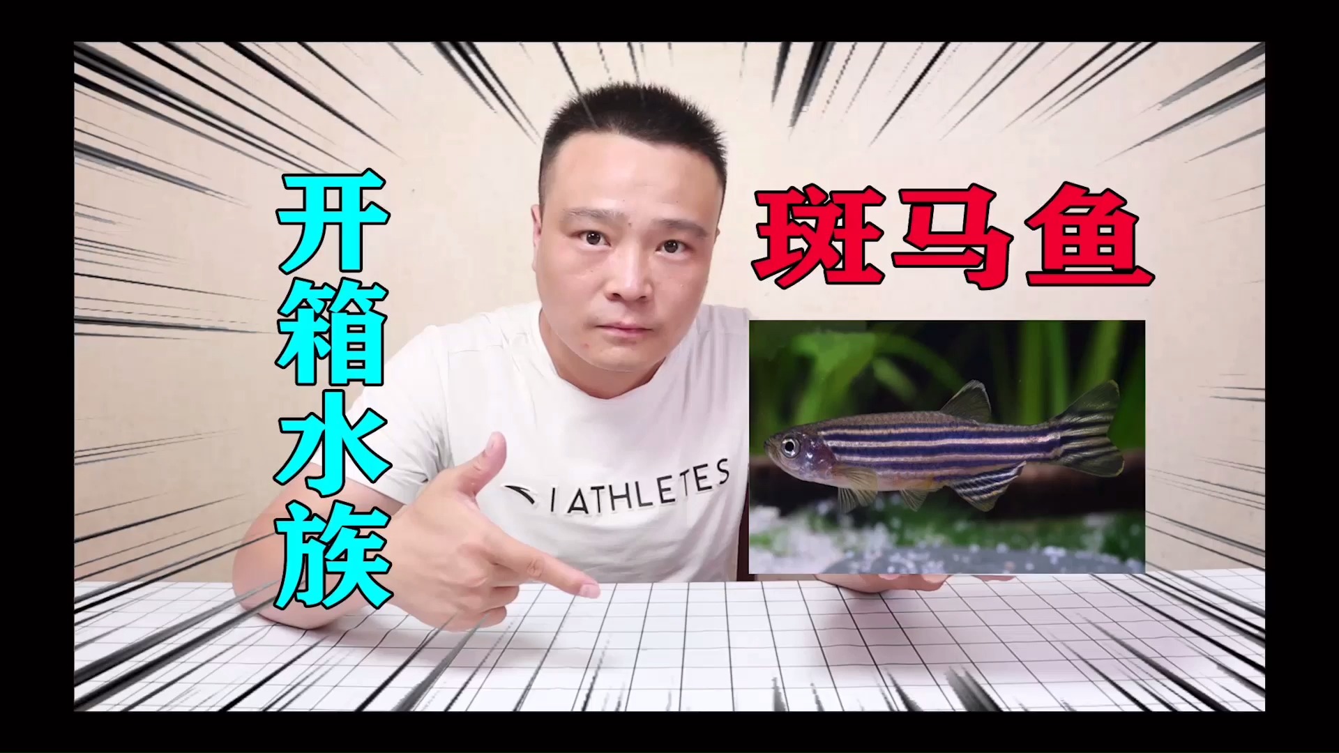 小浪哥开箱四种“斑马鱼”红斑马,蓝斑马,荧光黄斑马,蓝莓斑马