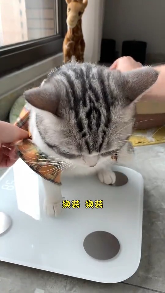 王泡芙:我觉得像我这种脸小身子胖的猫不减肥也看不出来的