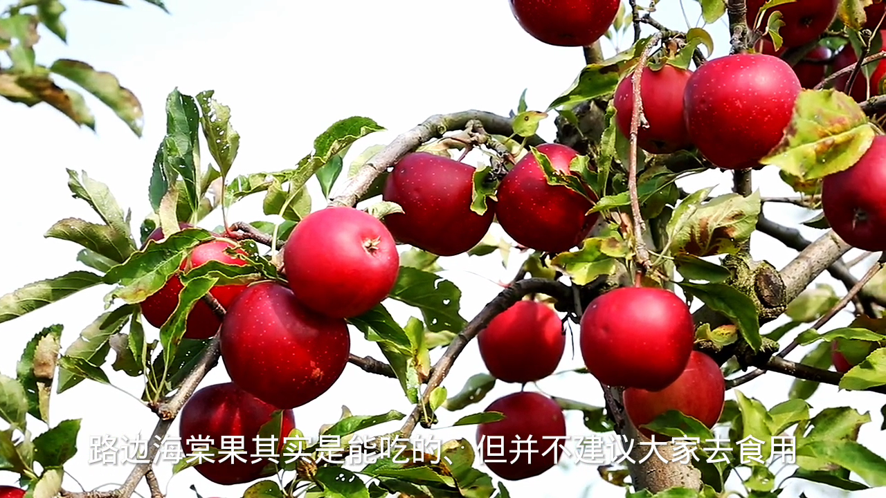 路边绿化带的海棠果能吃吗?