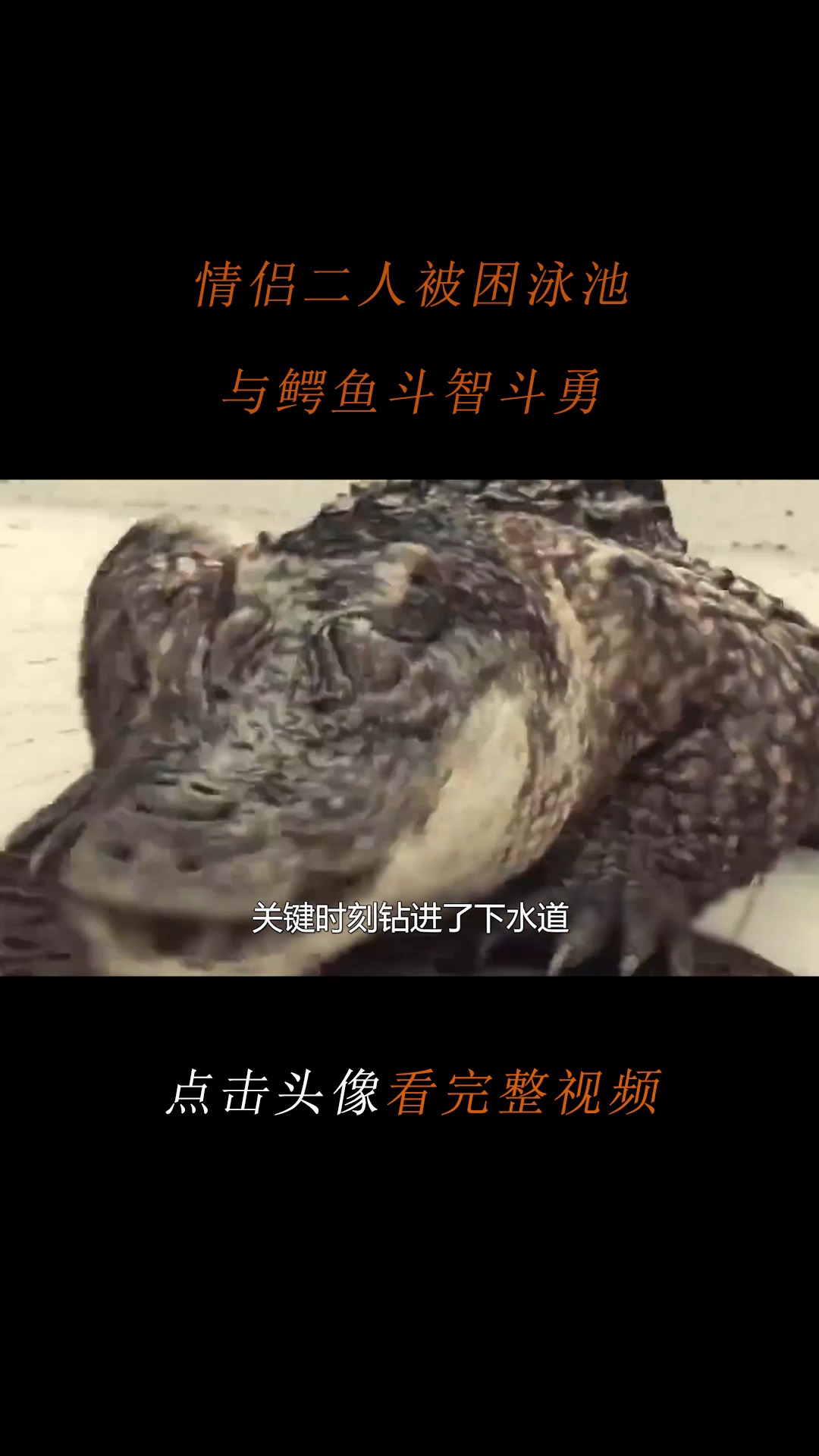 #精彩影视#情侣二人被困泳池,与鳄鱼斗智斗勇