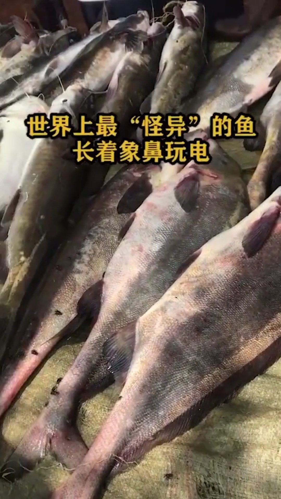 #奇闻趣事抢先看#世界上,最怪异的云,长着象鼻玩电。