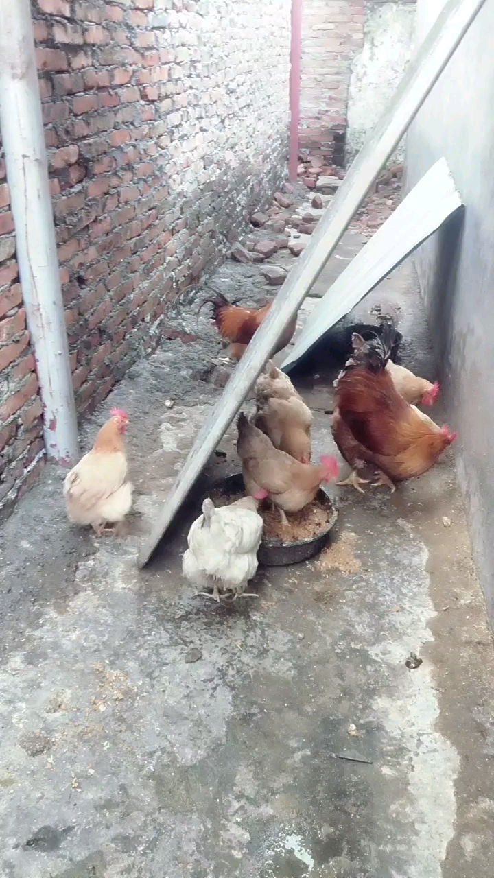 真的漂亮啊自养的鸡大公鸡一年多了