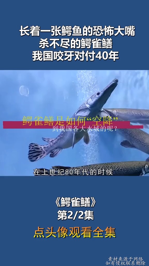 你知道鳄雀鳝吗?