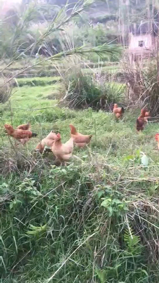 养的野山鸡。