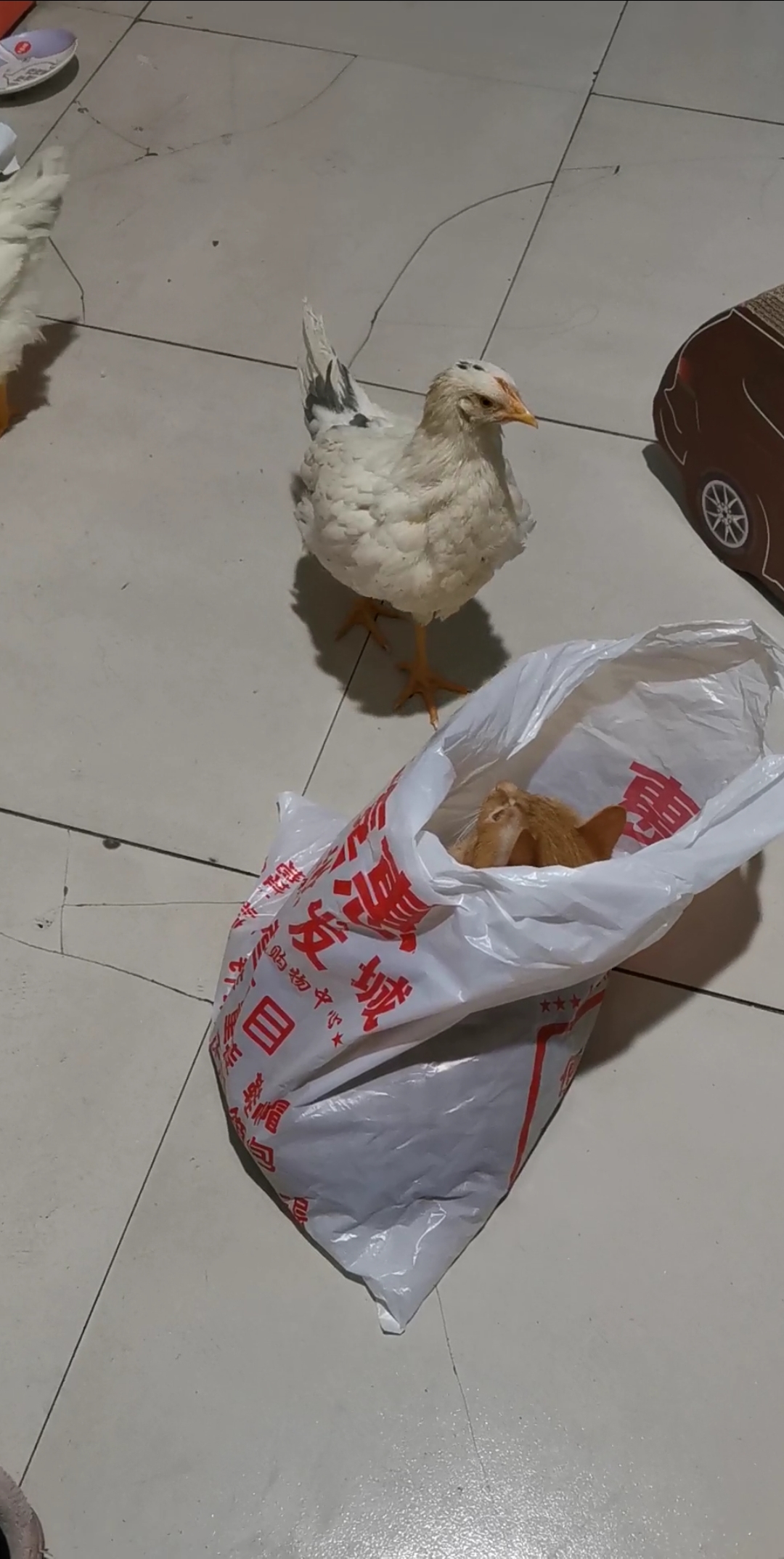 小鸡宝宝反应挺快,猫妹想偷袭的想法没有得逞