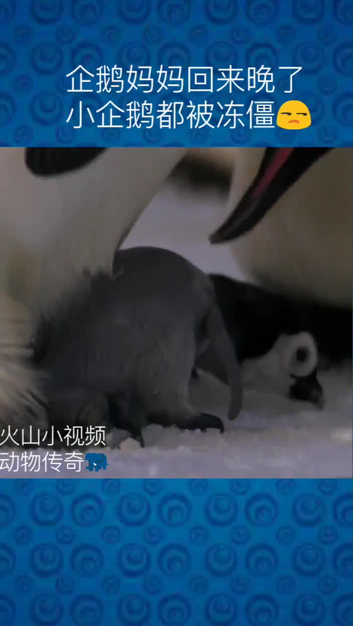 企鹅冻僵!大家都很伤心