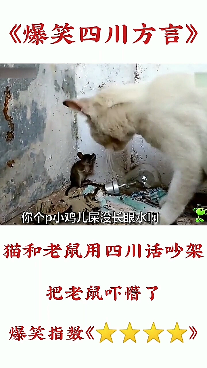 #搞笑段子剧#爆笑四川话