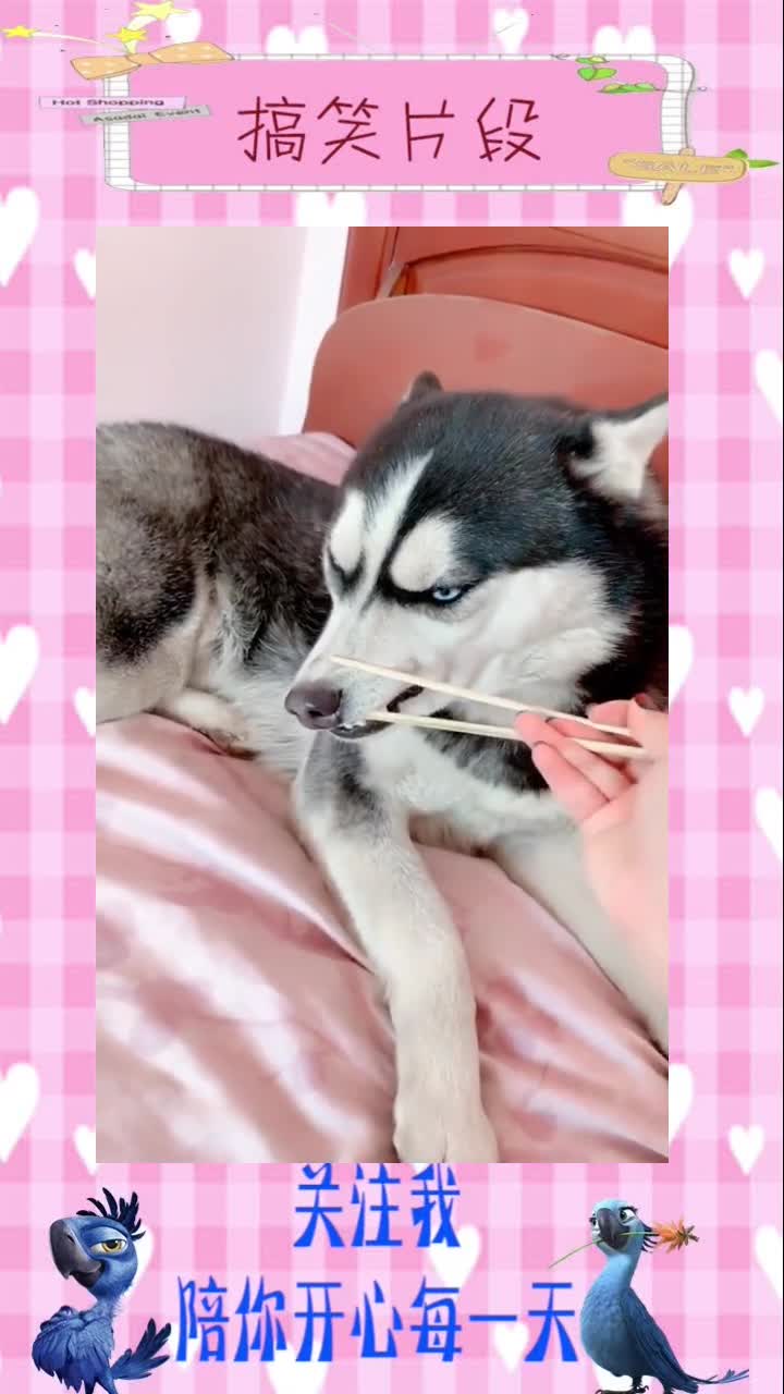 这是个啥菜呢?二哈肉?,搞笑段子