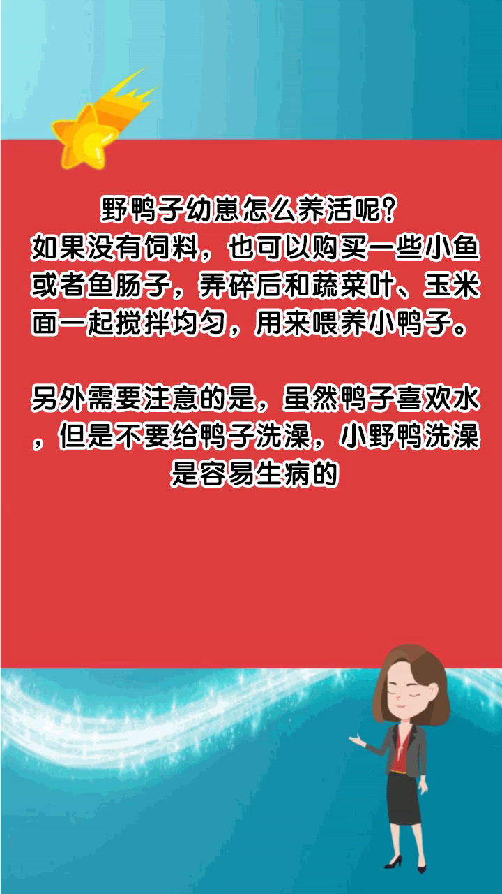 野鸭子幼崽怎么养活呢?