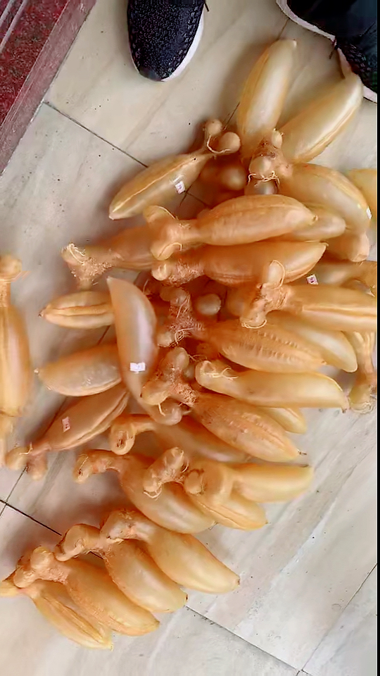 极品鱼胶,小金钱鳘