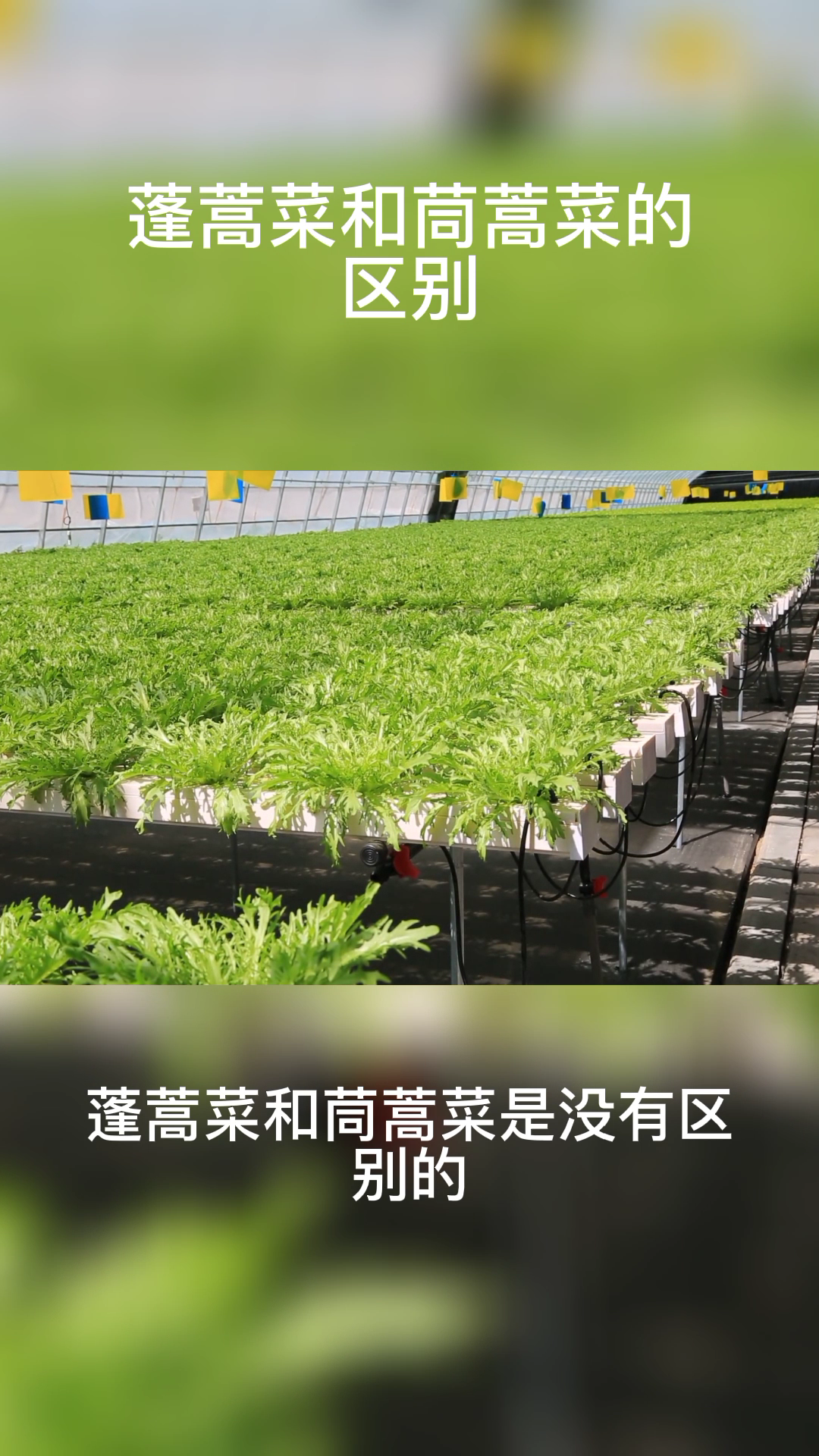 蓬蒿菜和茼蒿菜的区别