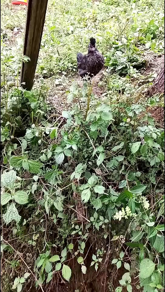 这发型才是正宗的鸡公头,