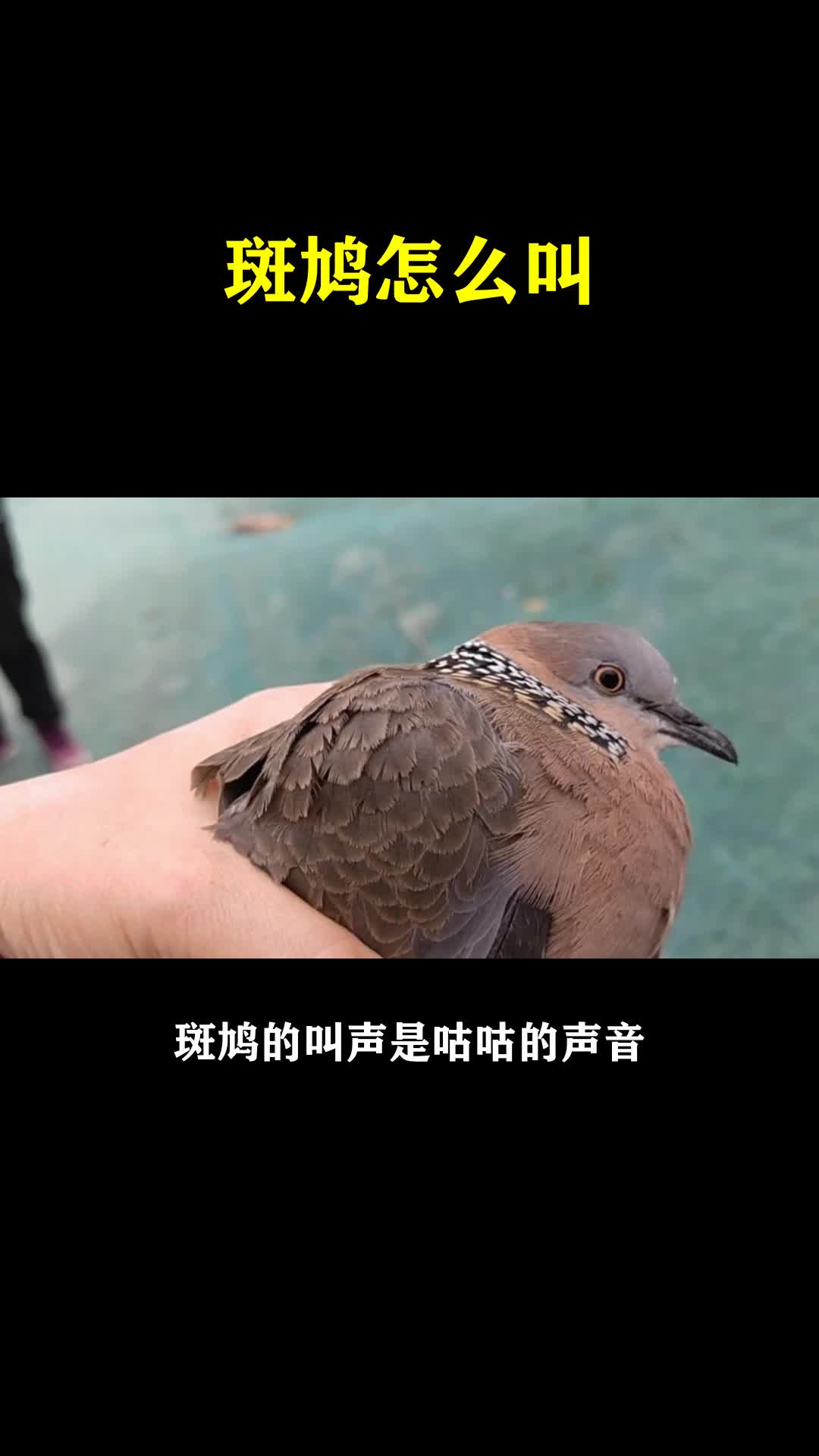 斑鸠怎么叫
