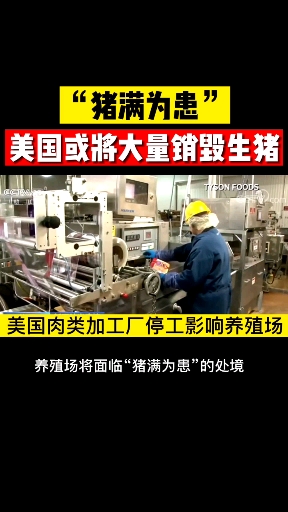 #养猪#美国将大量销毁生猪,你怎么看!
