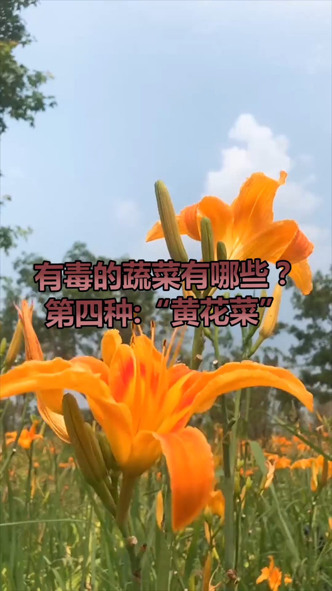 有毒的蔬菜有哪些,第四种:黄花菜