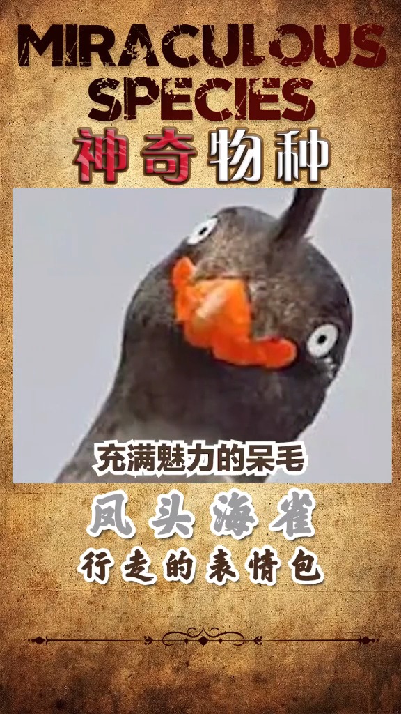 这玩意可不能养 你们还有想看的神奇动物嘛?