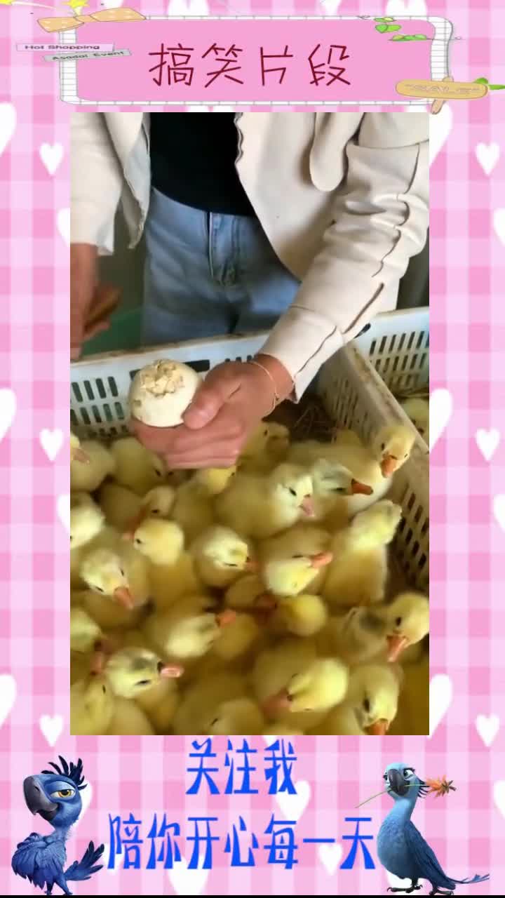 小鸭子出壳,大哥这样敲它,也不怕给弄成脑震荡,搞笑视频