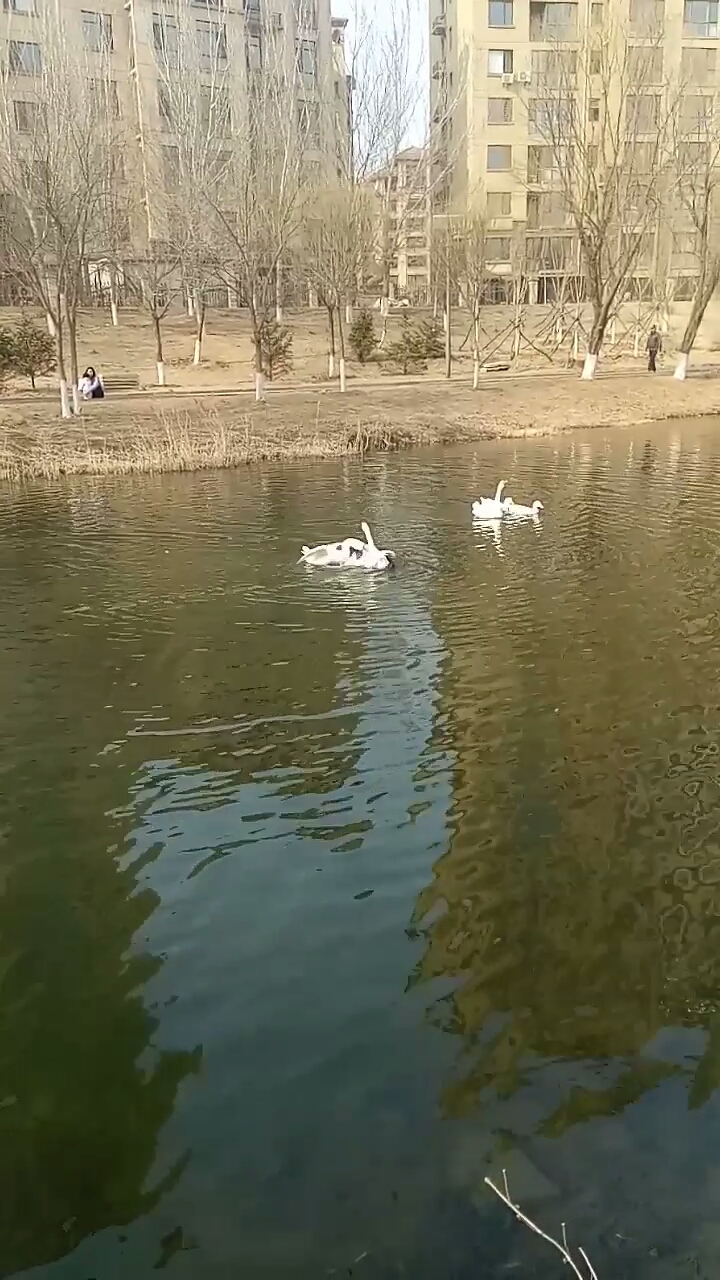 鹅鹅鹅,鹅鹅鹅,曲颈向天歌,白毛浮绿水,红掌拨清波