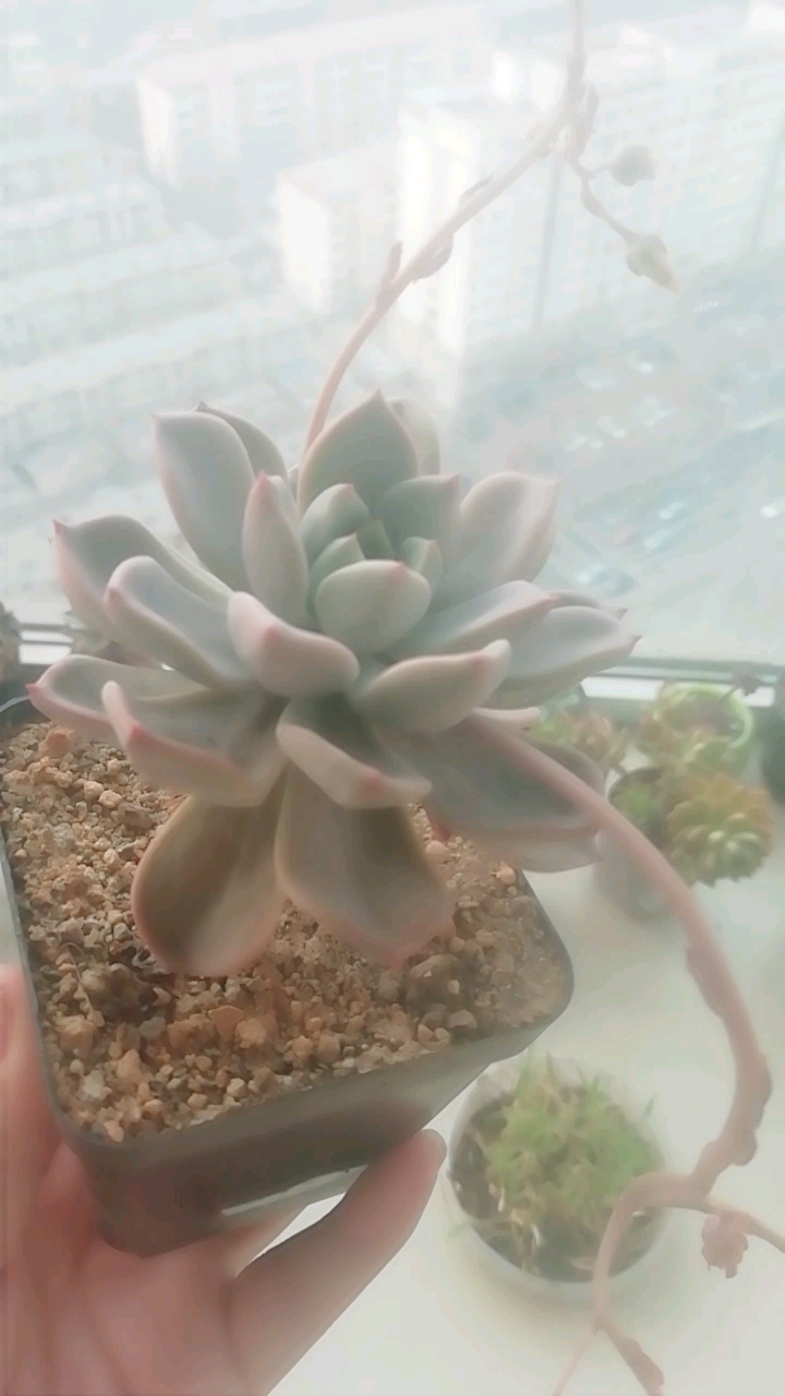 有人说多肉是用生命开花,开过花会死吗?