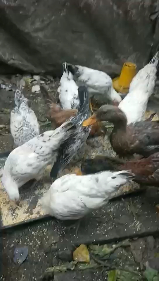 知道这是什么品种吗