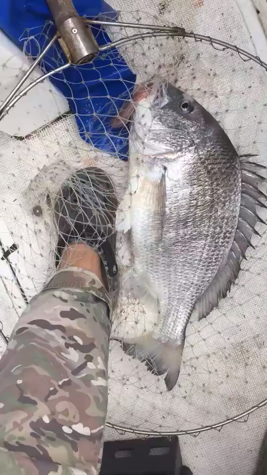 #高手在民间#有人认识,这是什么品种的鲷鱼吗?这是什么鱼,谁认识?