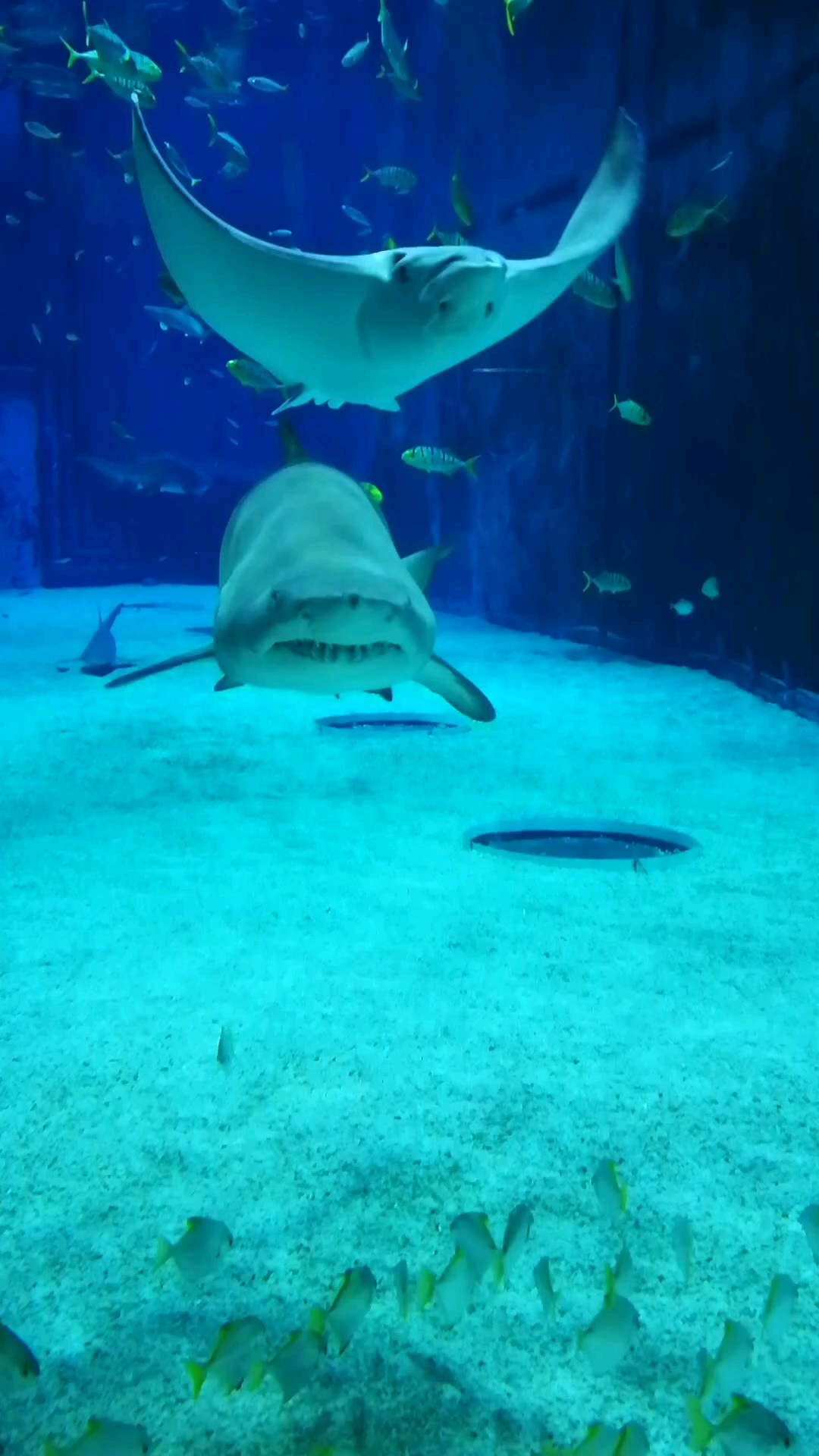 海洋馆里的大鲨鱼为什么不吃小鱼呢