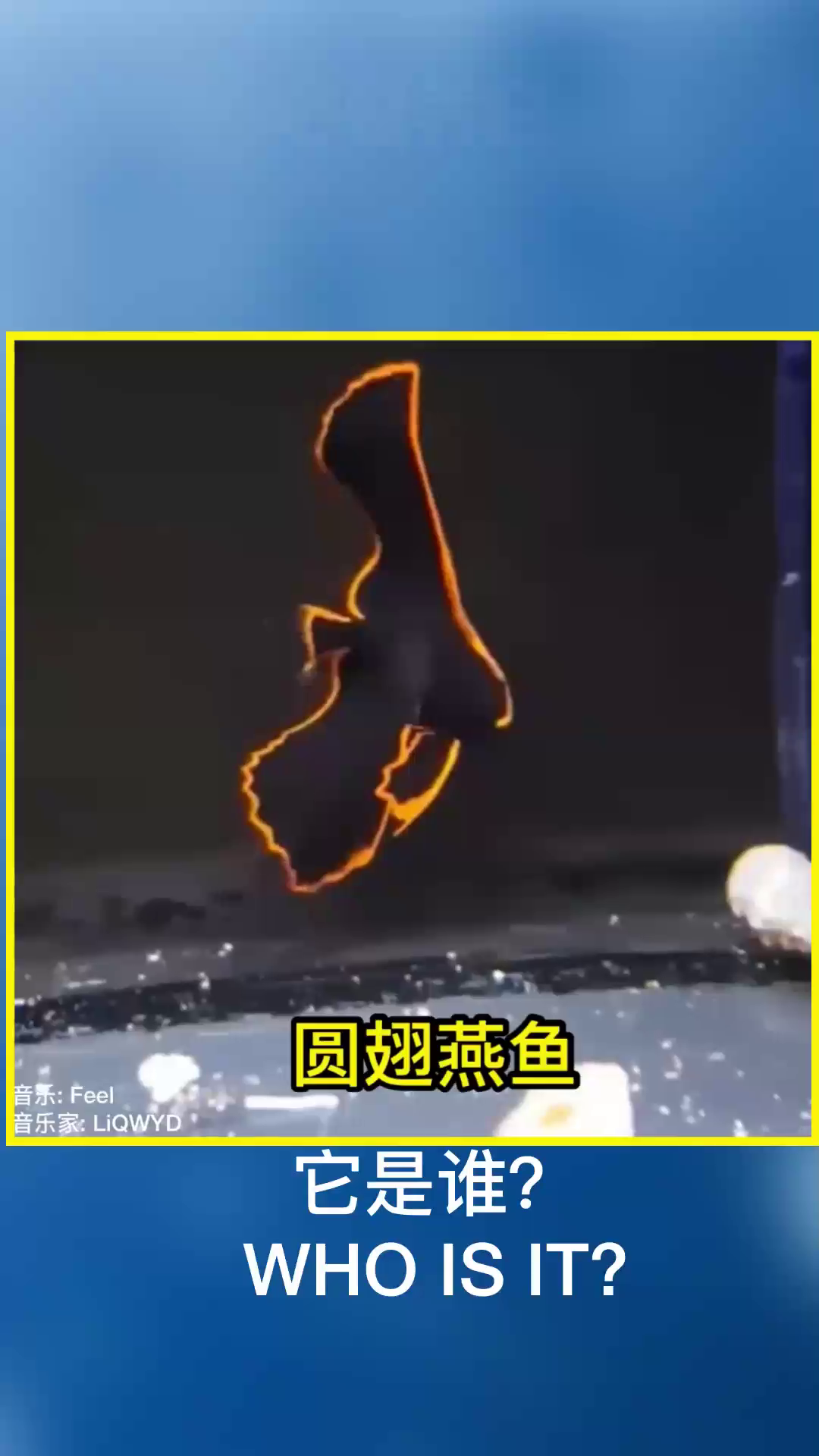 漂亮的圆翅燕鱼