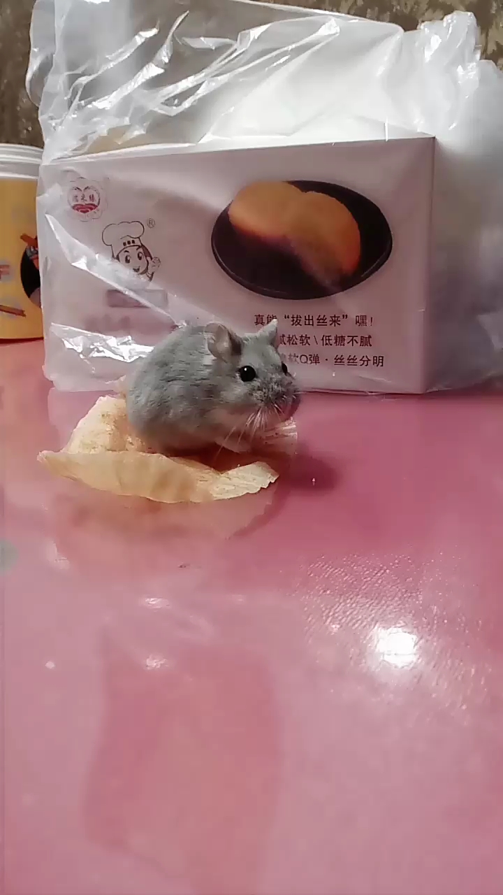 活鼠蛋糕