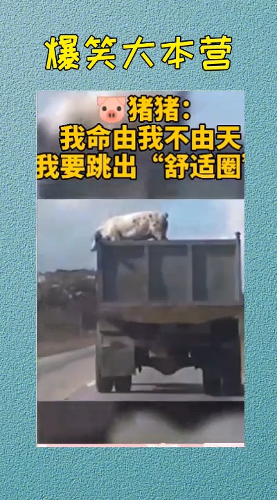 #搞笑视频#寻猪启事,是谁家的宝宝跑出来啦?
