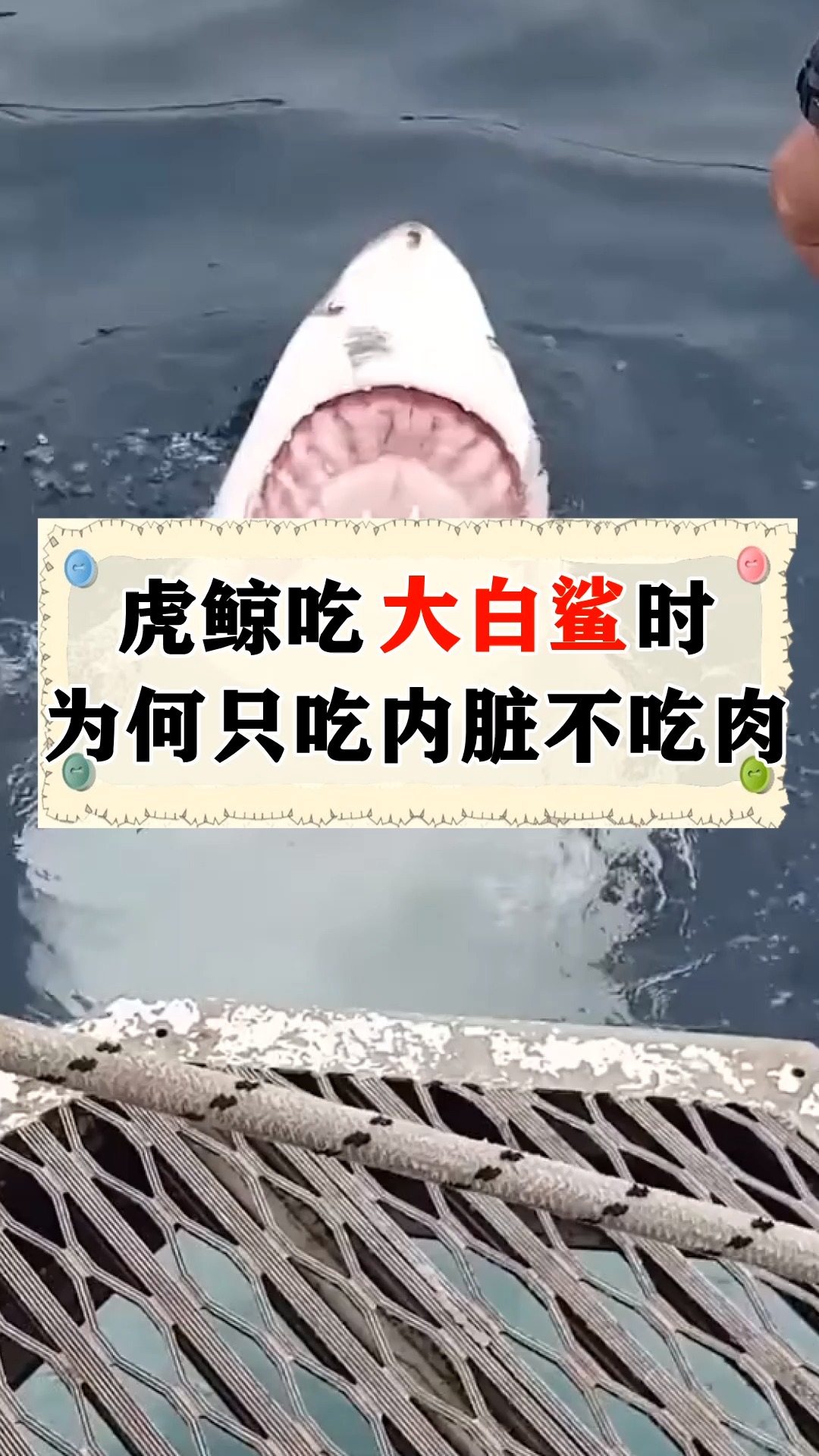 虎鲸吃大白鲨时,为什么只吃内脏不吃肉?