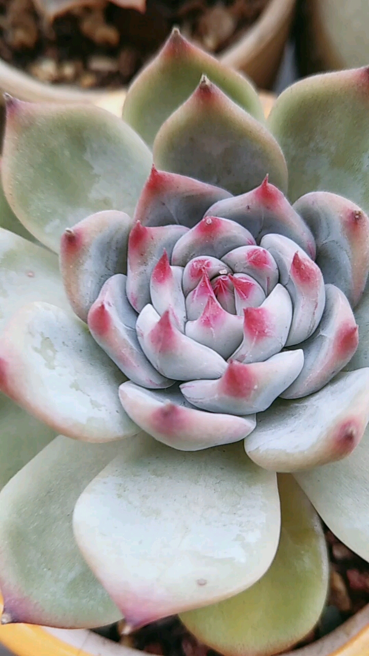鸡娃娃